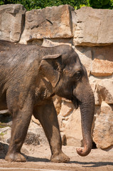 Naklejka premium elephant stand