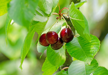 Kirschbaum