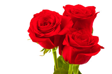 Close-up shot of a red roses