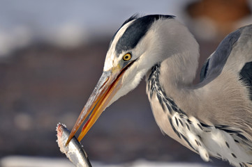 Grey Heron Winter