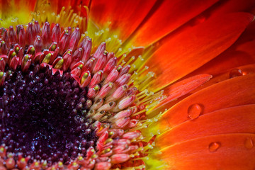 red gerber with water drops