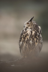 Eagle Owl
