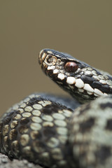 European Adder