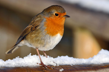 Winter Robin