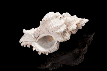 Big shell isolated on black.