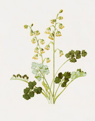 Color illustration of flowers in watercolor paintings