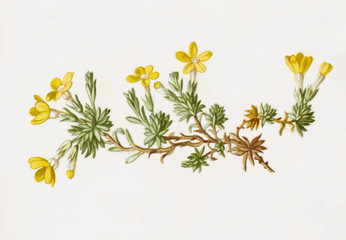 Color illustration of flowers in watercolor paintings