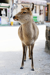 広島県、厳島の鹿