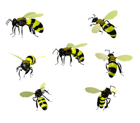 Wasps, isolated on white background