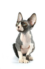 Cute sphynx portrait on white background