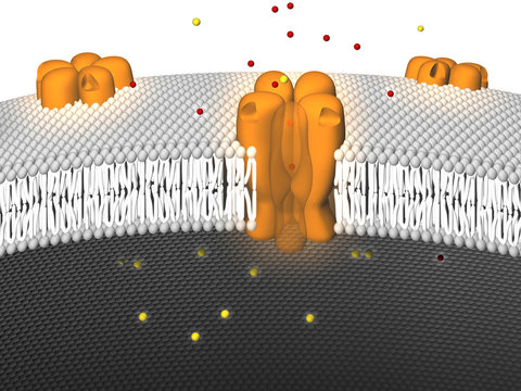 Potassium Ion Channel - Inactive