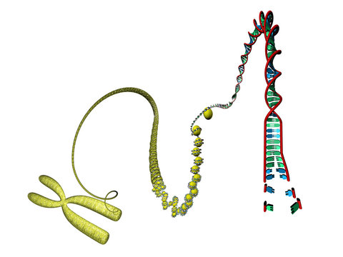 DNA Nucleosome Chromosom