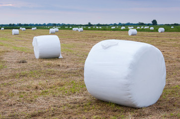 Obraz premium Wrapped bales of hay in a Dutch meadow ready for transport.
