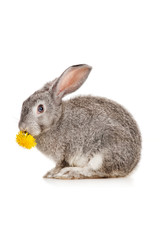 Gray rabbit eating dandelion