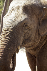 Fototapeta premium Eléphant