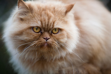 Persian cat