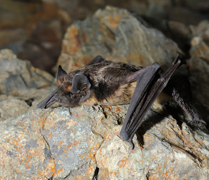 Animal little brown brown bat sits on the stone. 
