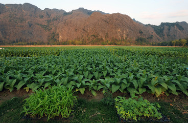 Fototapeta na wymiar Kultura tytoniu w pobliżu wsi Bantiou, Laos