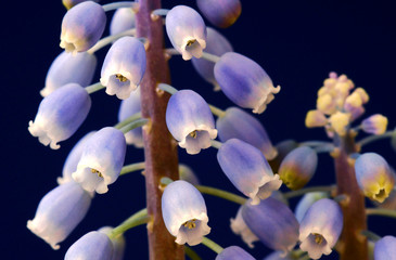 Szafirki, biało - niebieskie kwiaty