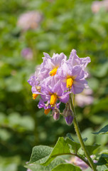 Purple and yellow colored flowers at a potato plant