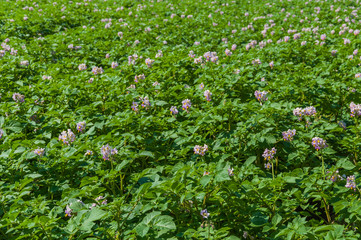 Colorful field with purple blooming potato plants