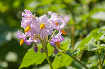 Purple and yellow colored flowers at a potato plant