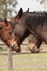Cavallo maremmano, Parco dell'Uccellina, Toscana