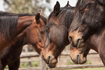 Obraz premium Cavallo maremmano, Parco dell'Uccellina, Toscana