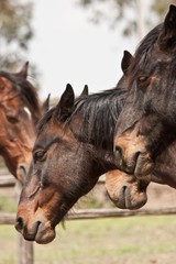 Cavallo maremmano, Parco dell'Uccellina, Toscana