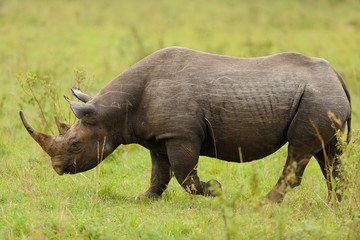 Obraz premium Rinoceronte nero