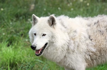 loup arctique