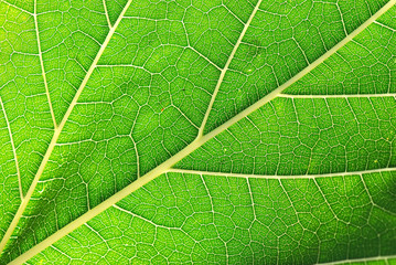 DETALLE NERVIACIÓN DE UNA HOJA DE MORERA
