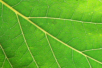 DETALLE NERVIACIÓN HOJA VERDE NATURAL