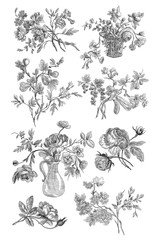 Old roses illustration