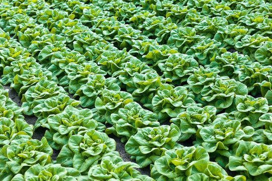 Rows of lettuce growing inside a greenhouse