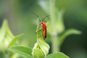Common Red Soldier Beetle