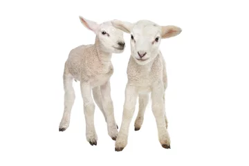 Crédence de cuisine en verre imprimé Moutons Deux petits agneaux
