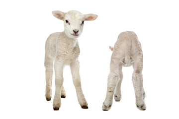 Naklejka premium Dwie małe owieczki