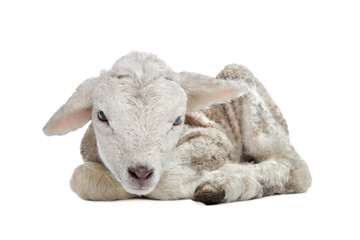 one day old Lamb © Erik Lam