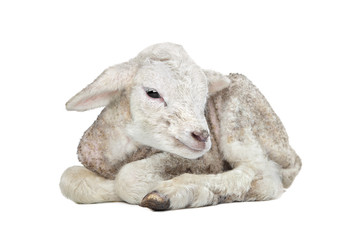 one day old Lamb