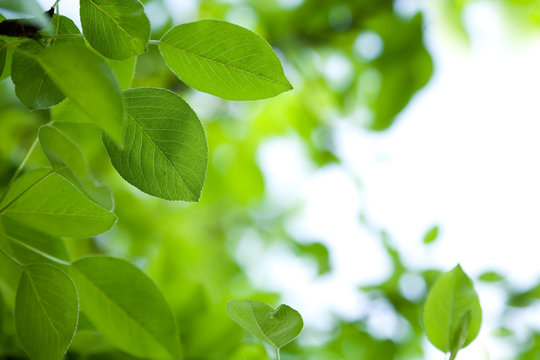 Green leaves border with bokeh background