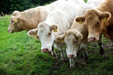 Zufriedene Bio-Kühe auf ihrer Weide im Odenwald