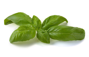 Leaves of basil