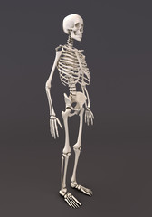 Fototapeta na wymiar Skeleton of a gray background