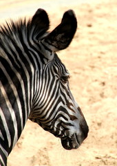 Z&egrave;bre de Grevy.