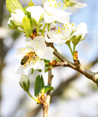Blooming plum branch with bee