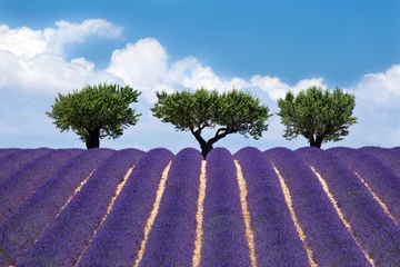 Schilderijen op glas Valensole plateau: Lavendel  2 © ChantalS