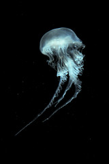 Atlantic Sea Nettle Jellyfish © R. Gino Santa Maria