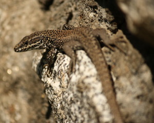 detail of common lizard