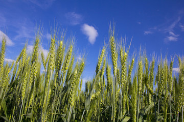Obraz premium Stalks of Wheat